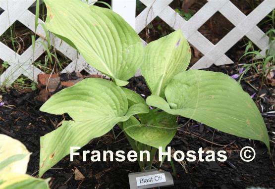 Hosta Blast Off